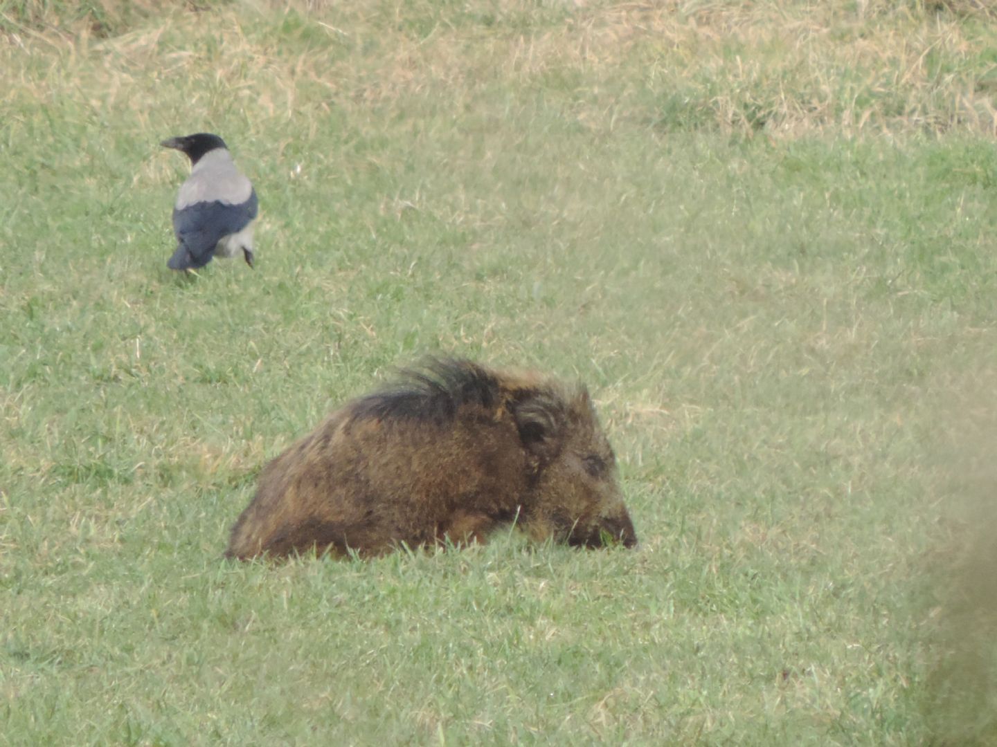 Alcune domande sul cinghiale