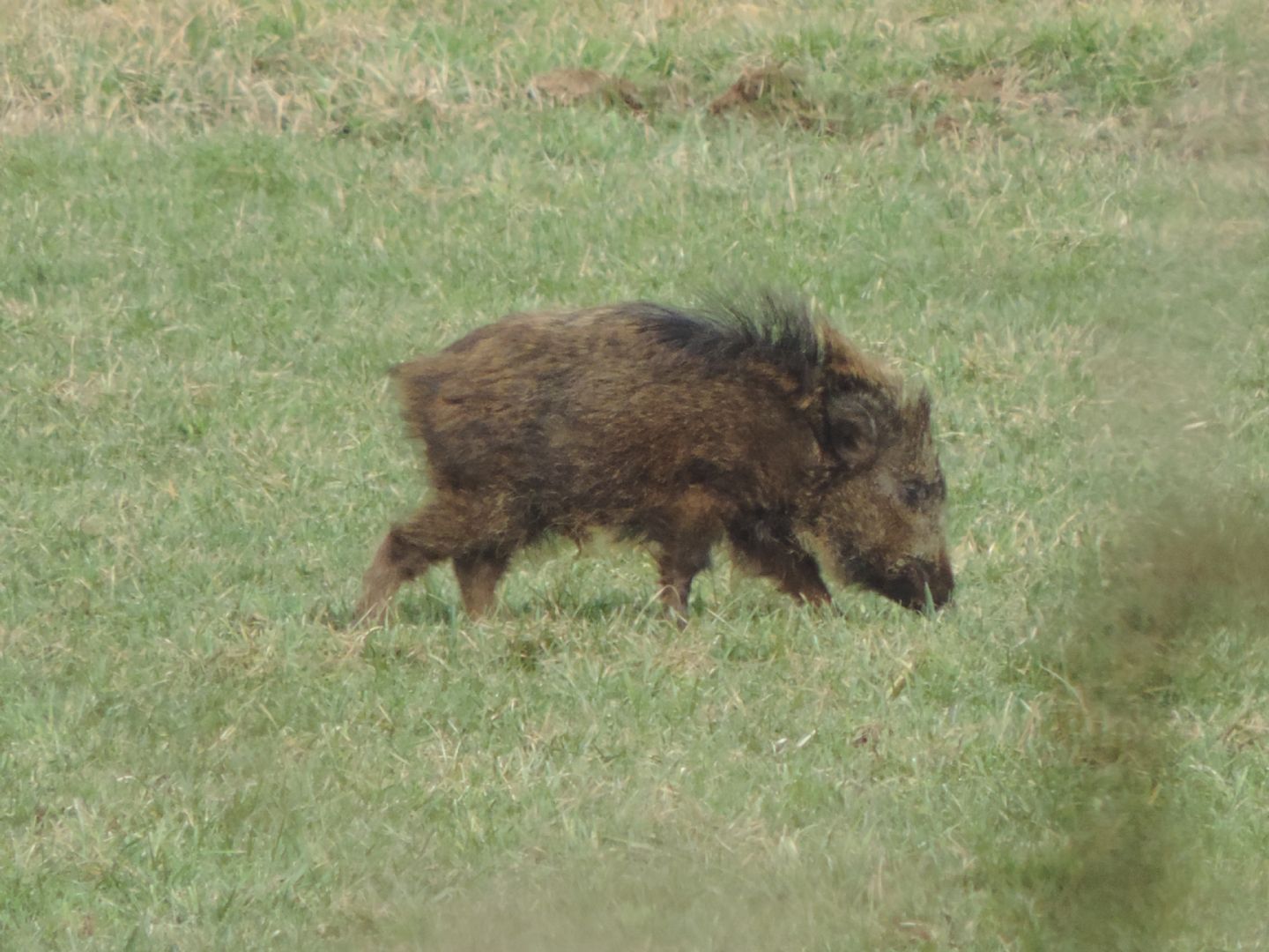 Alcune domande sul cinghiale