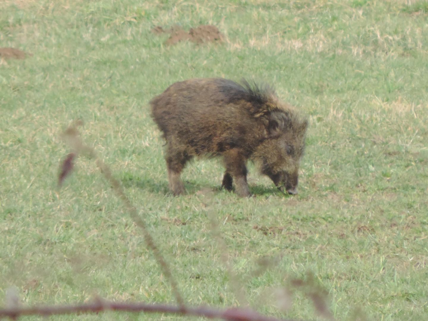 Alcune domande sul cinghiale