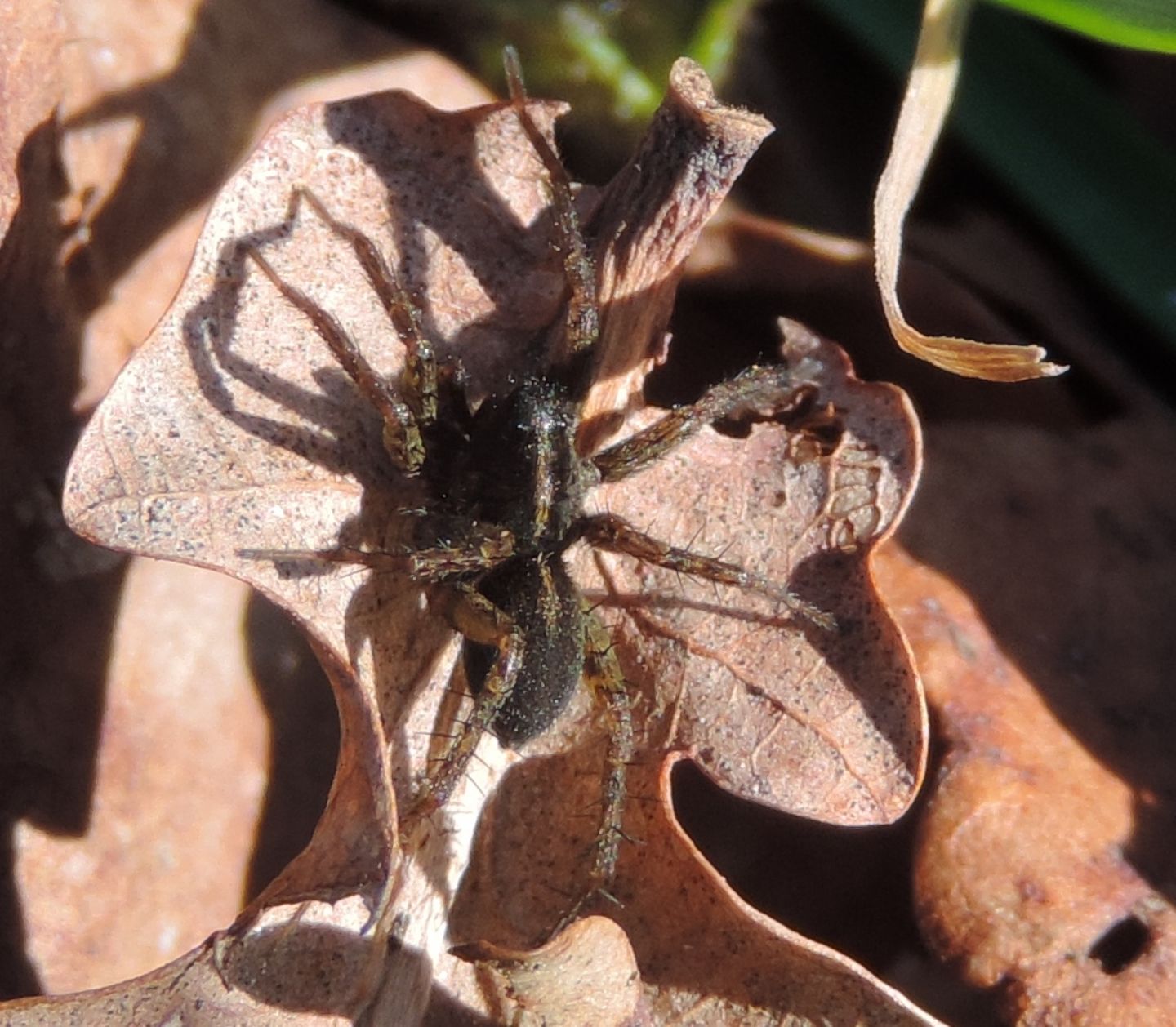 Pardosa sp. - Parco La Mandria (TO)