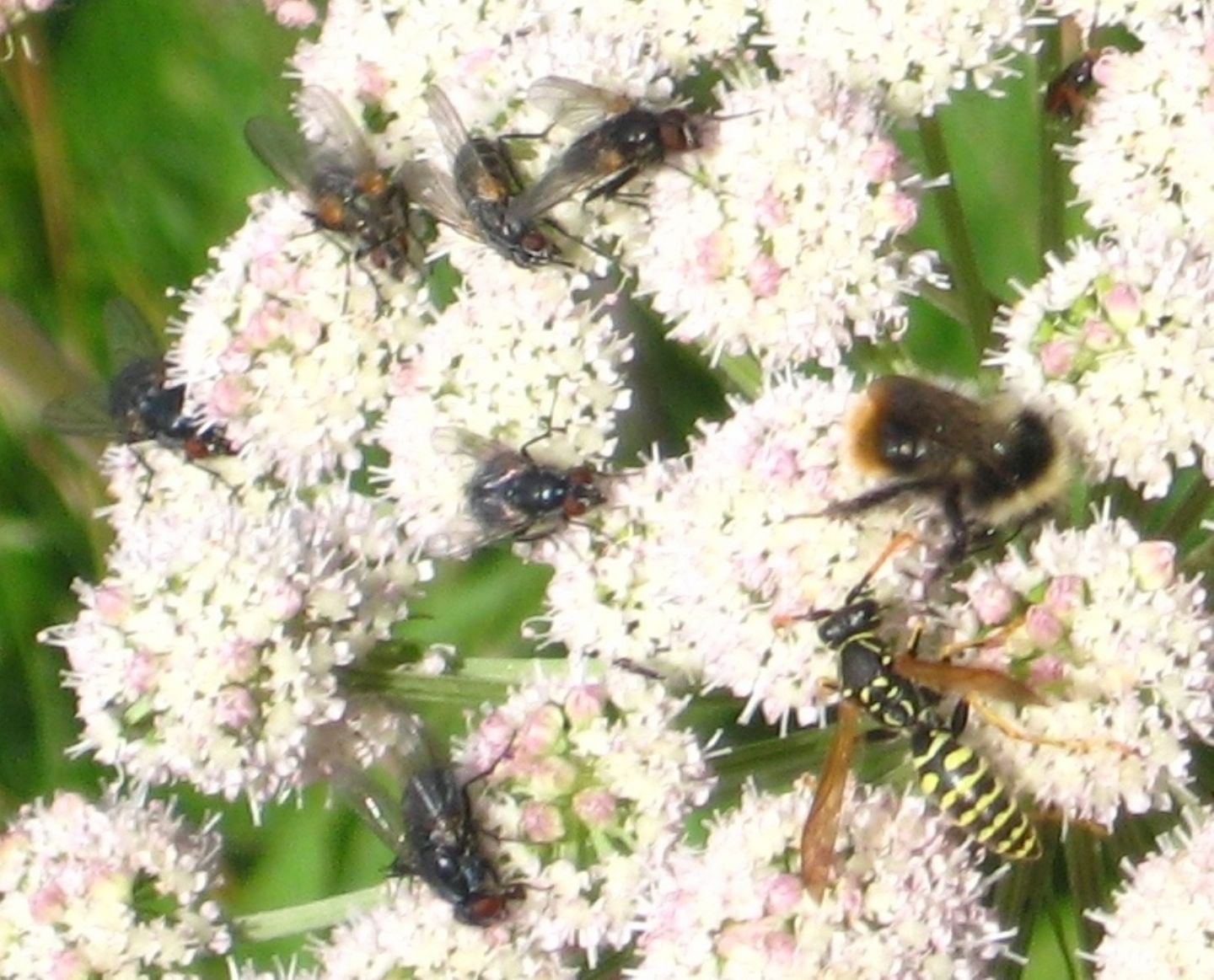 Fiori molto affollati: Muscidae da identificare