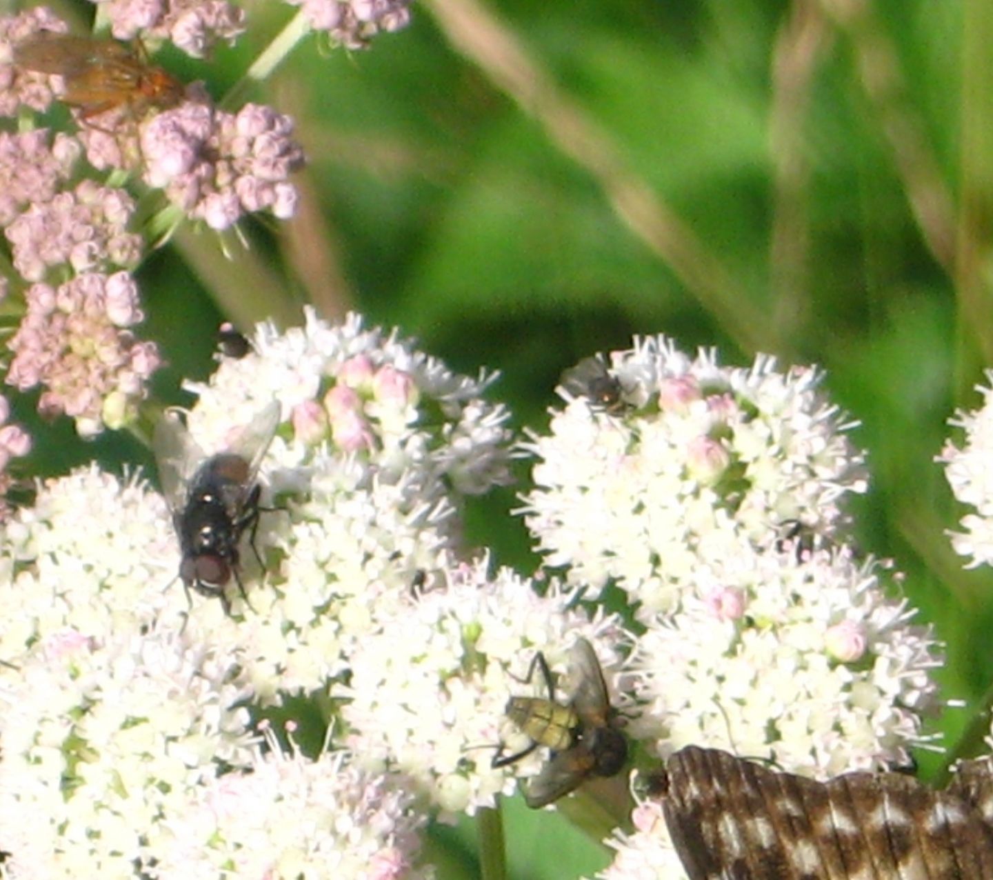 Fiori molto affollati: Muscidae da identificare