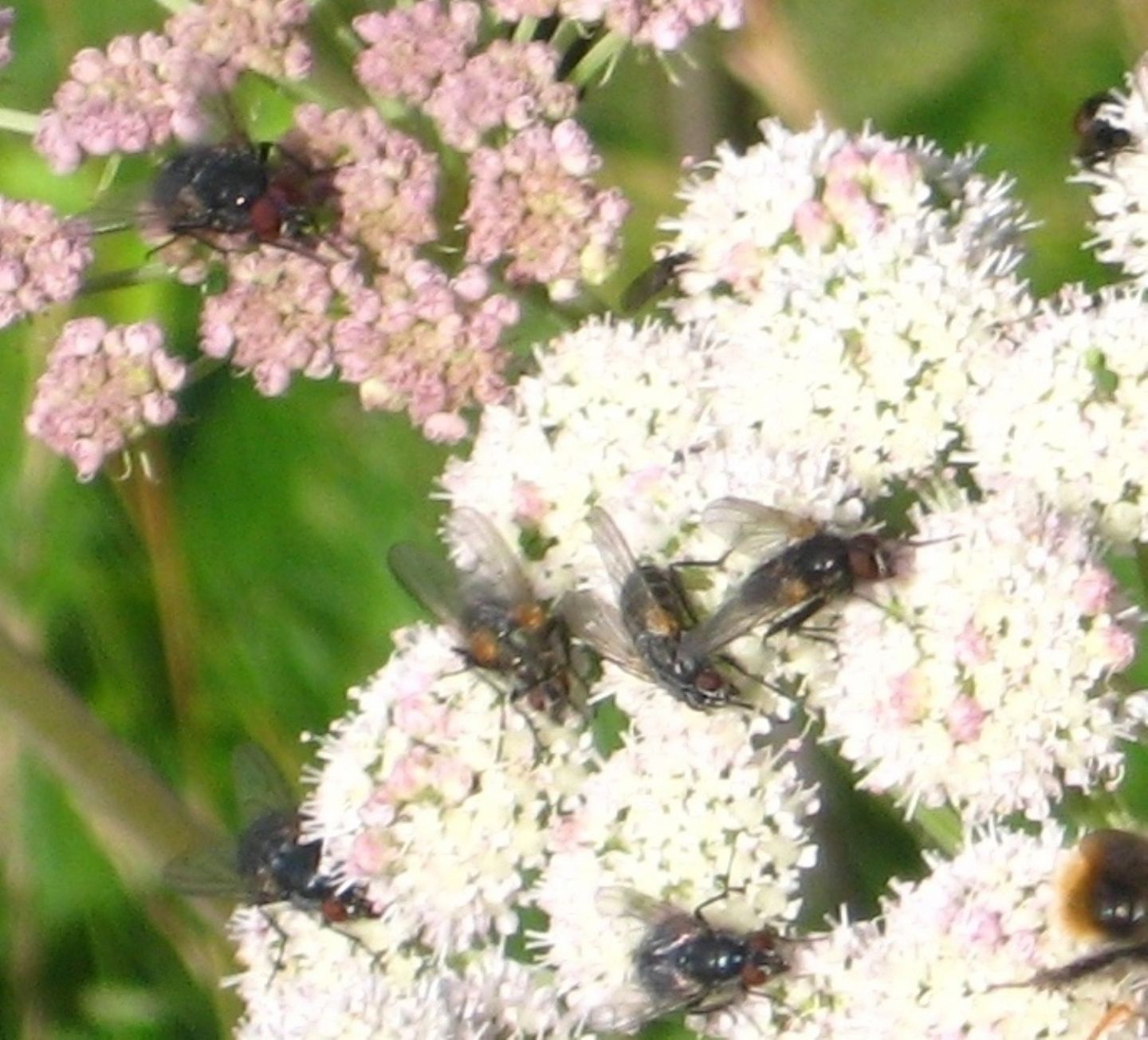 Fiori molto affollati: Muscidae da identificare