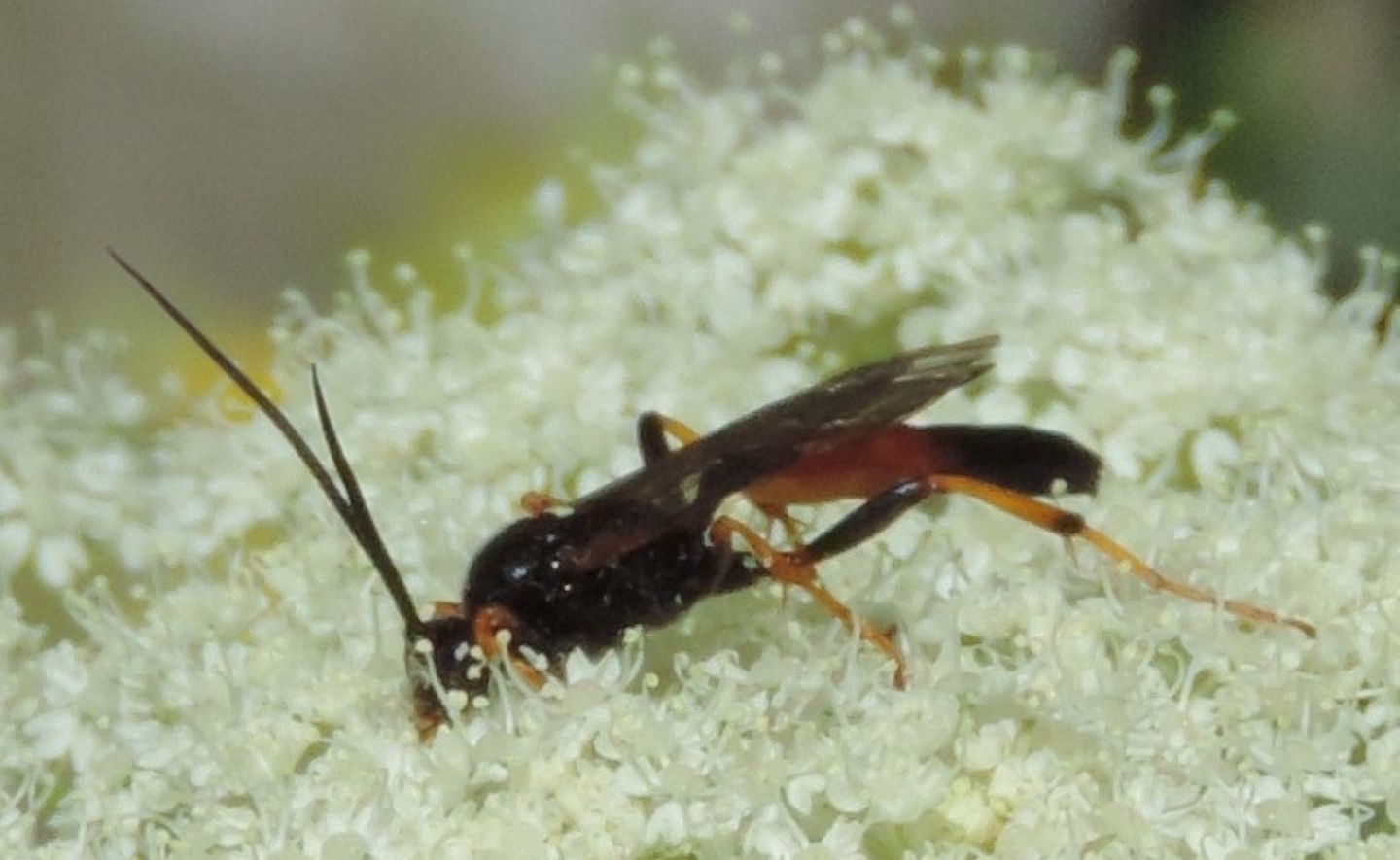 Ichneumonidae da ID