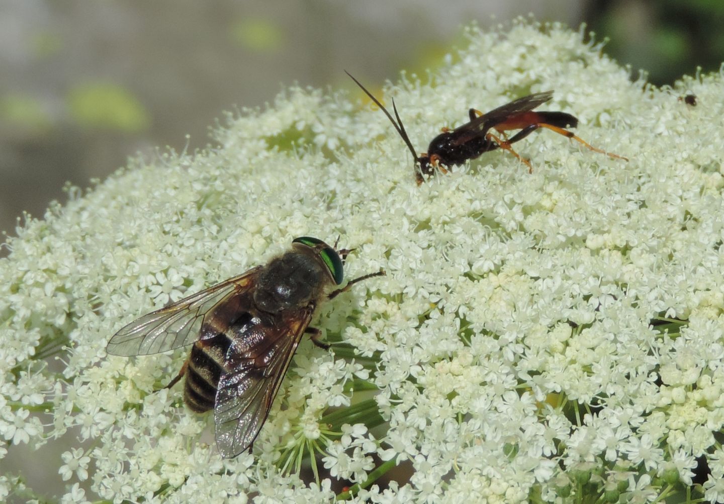 Ichneumonidae da ID