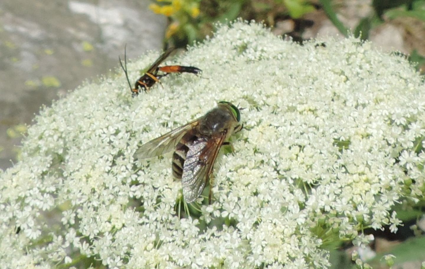 Ichneumonidae da ID