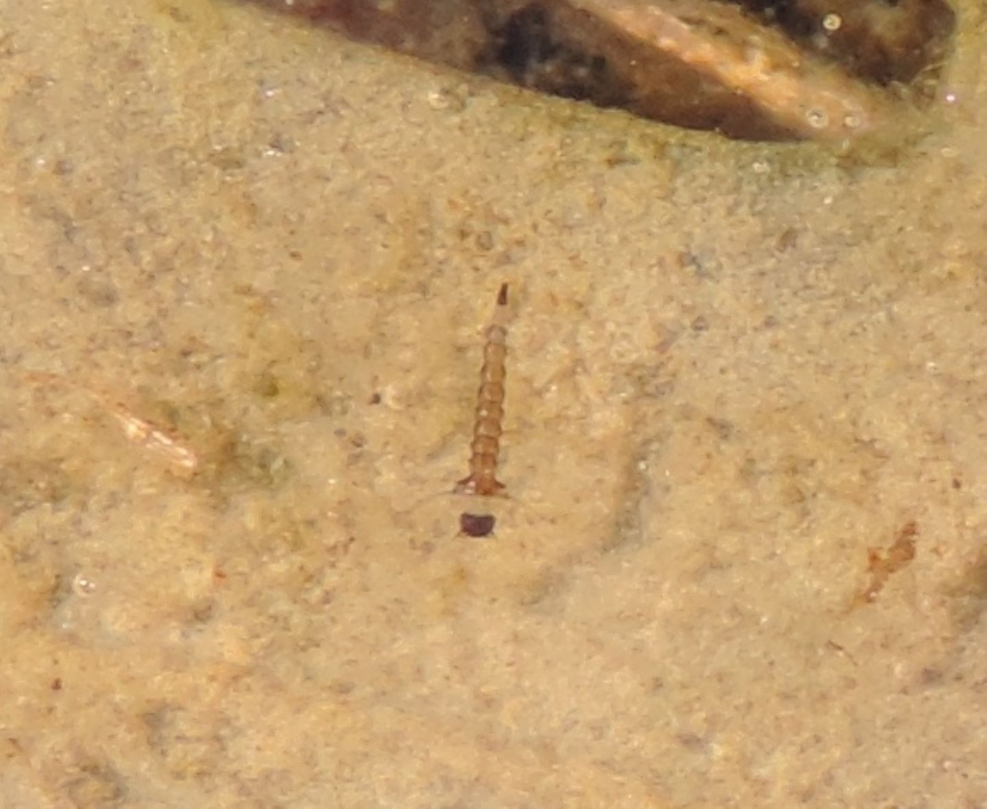 Larva di Culicidae