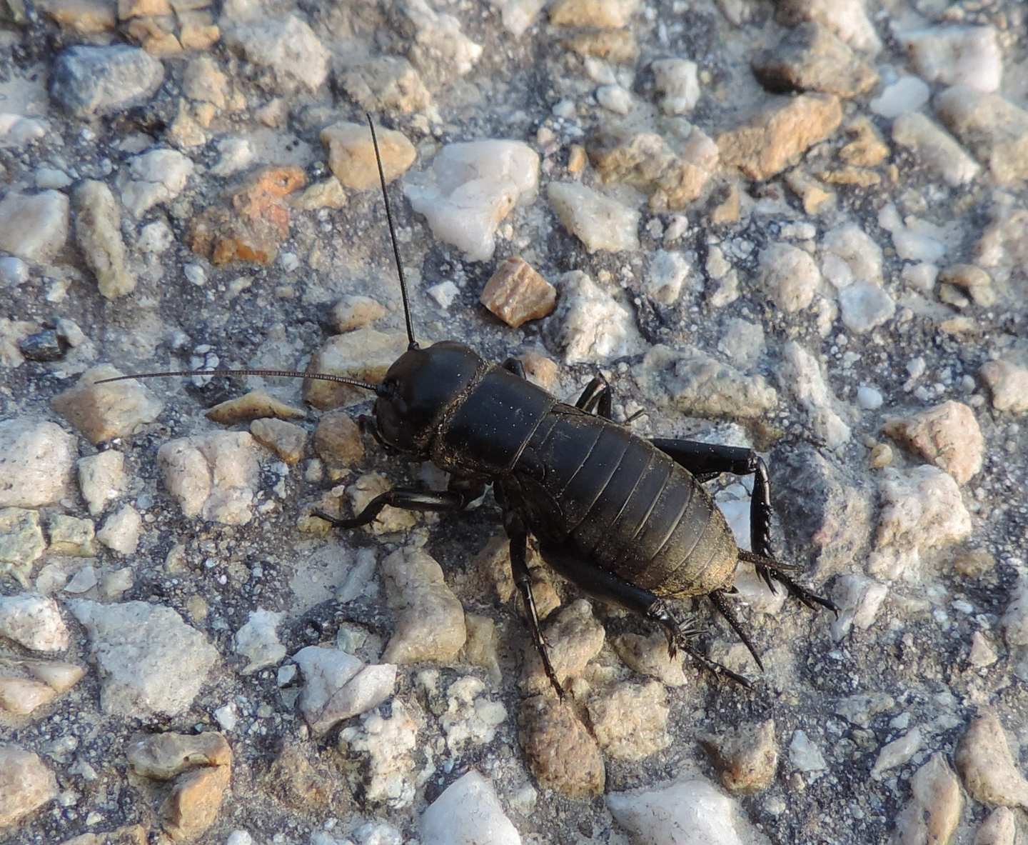 ninfa di Gryllus campestris?