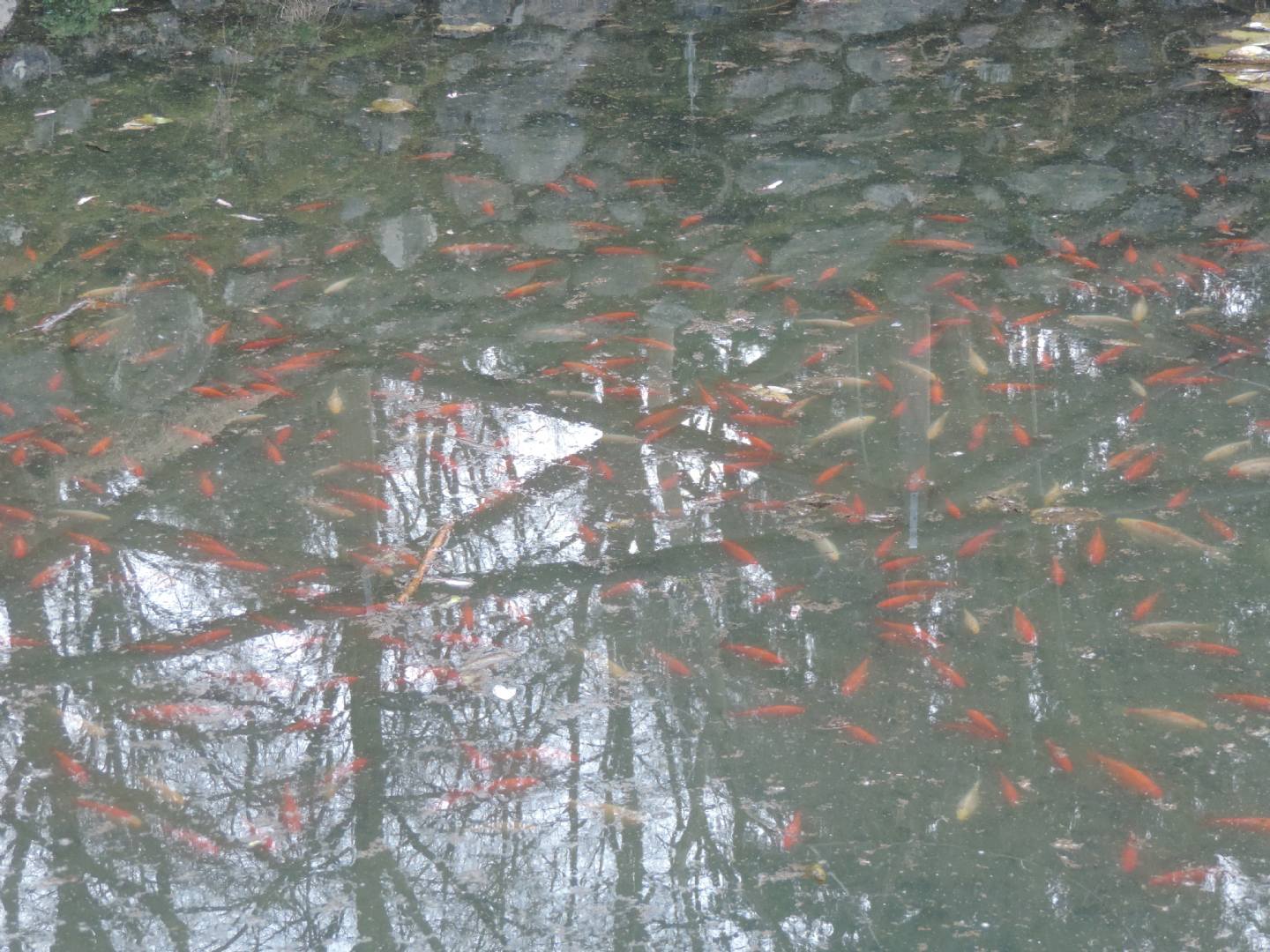 Triturus alpestris apuanus sulla Collina Torinese