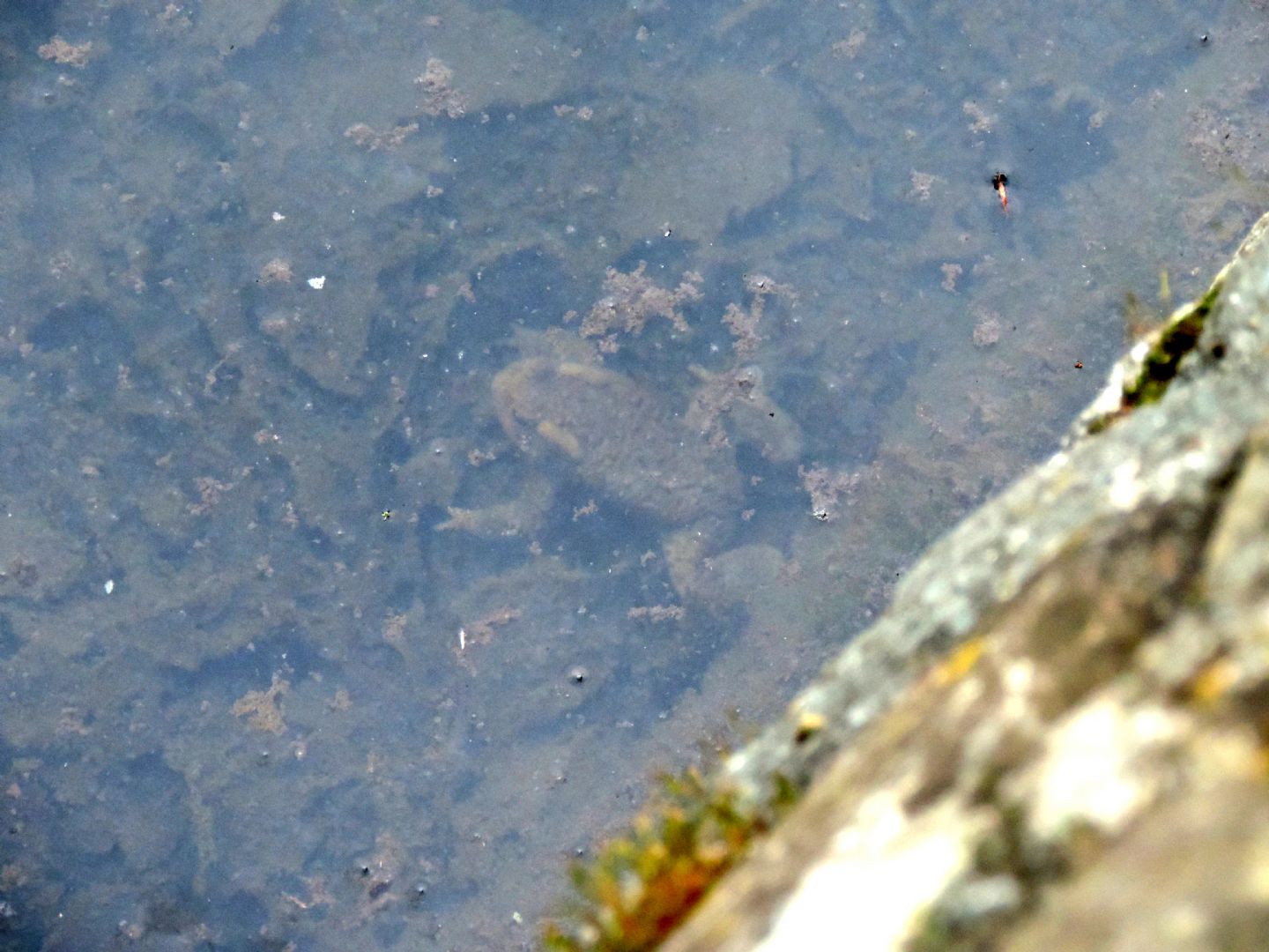 Triturus alpestris apuanus sulla Collina Torinese