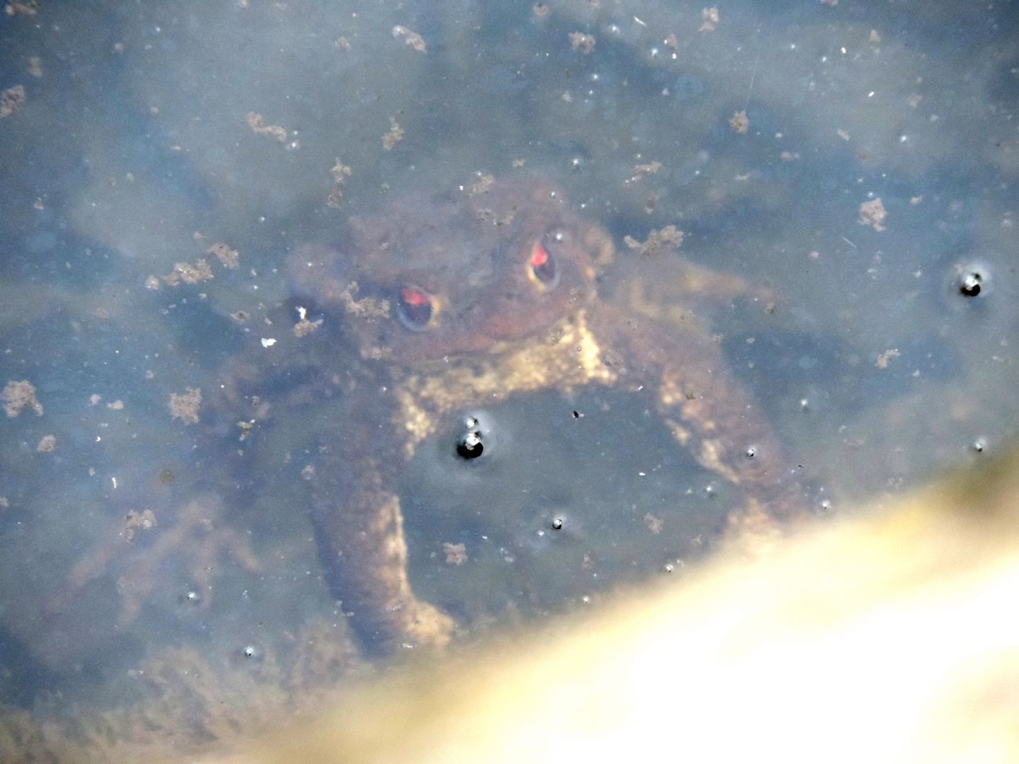 Triturus alpestris apuanus sulla Collina Torinese