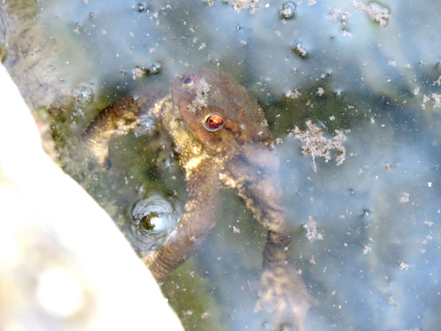 Triturus alpestris apuanus sulla Collina Torinese