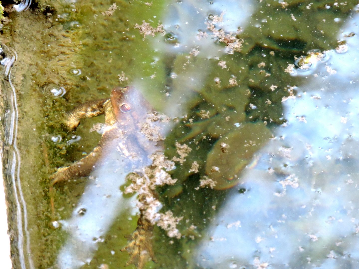 Triturus alpestris apuanus sulla Collina Torinese