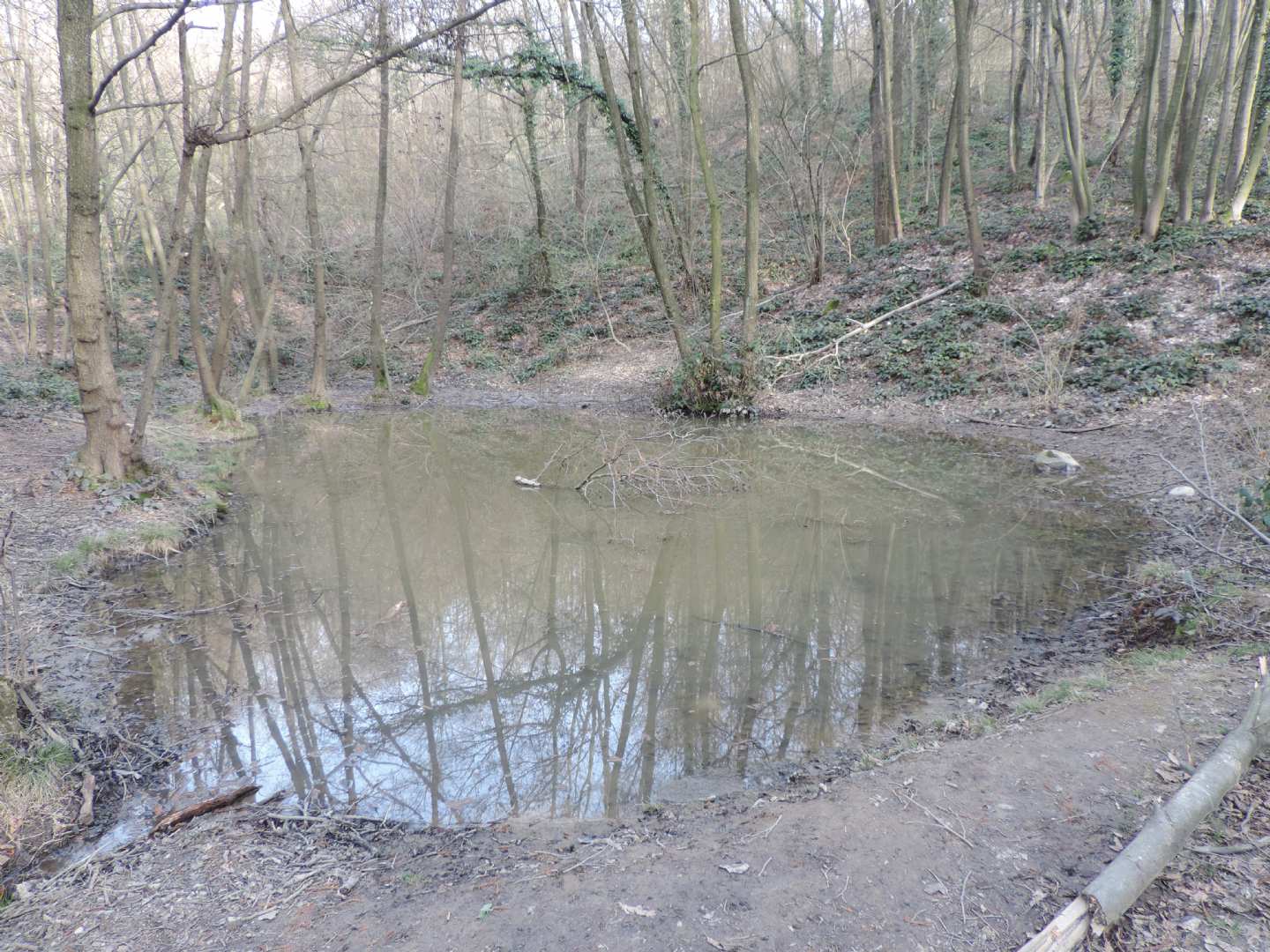 Triturus alpestris apuanus sulla Collina Torinese