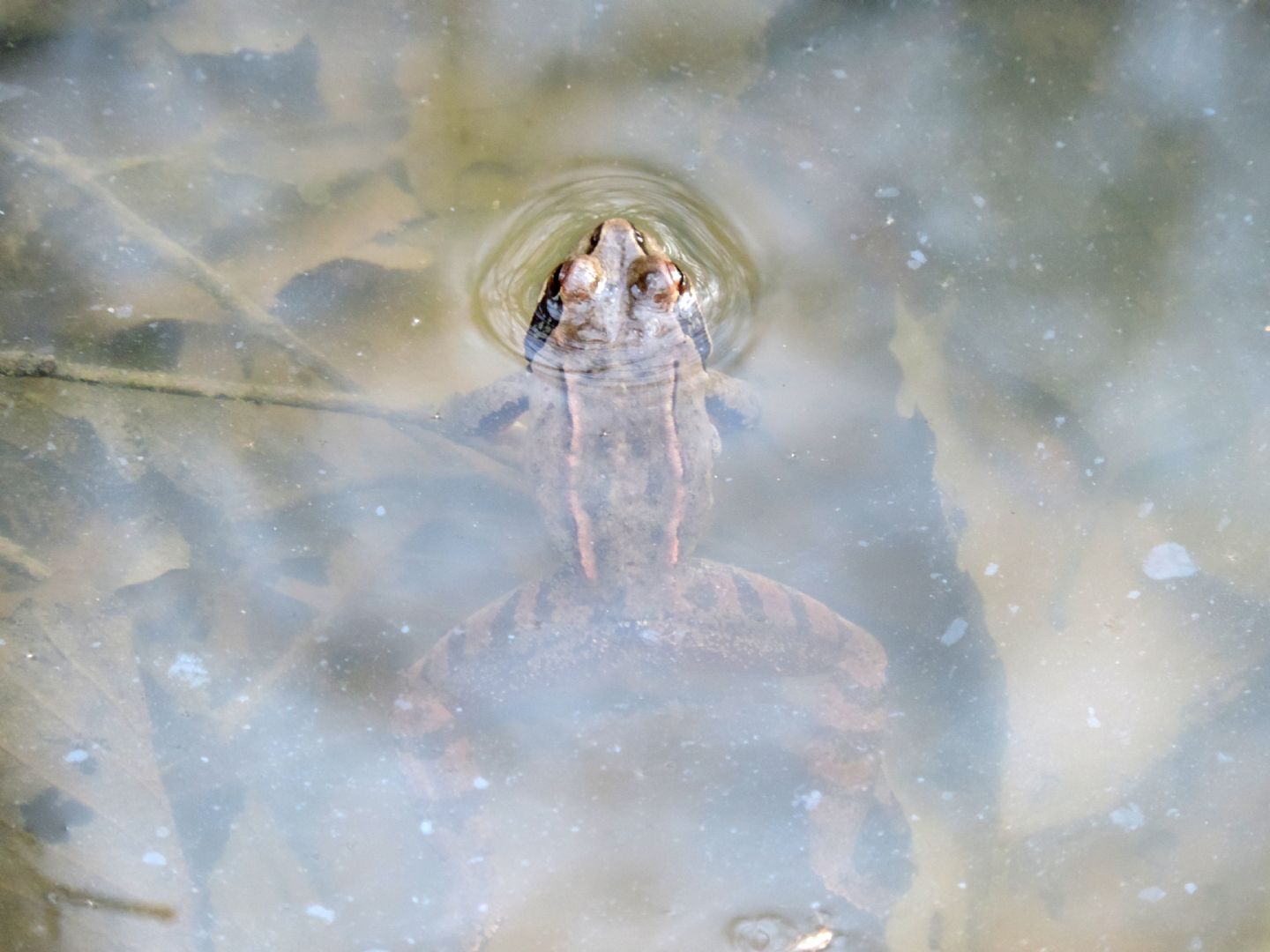 Triturus alpestris apuanus sulla Collina Torinese