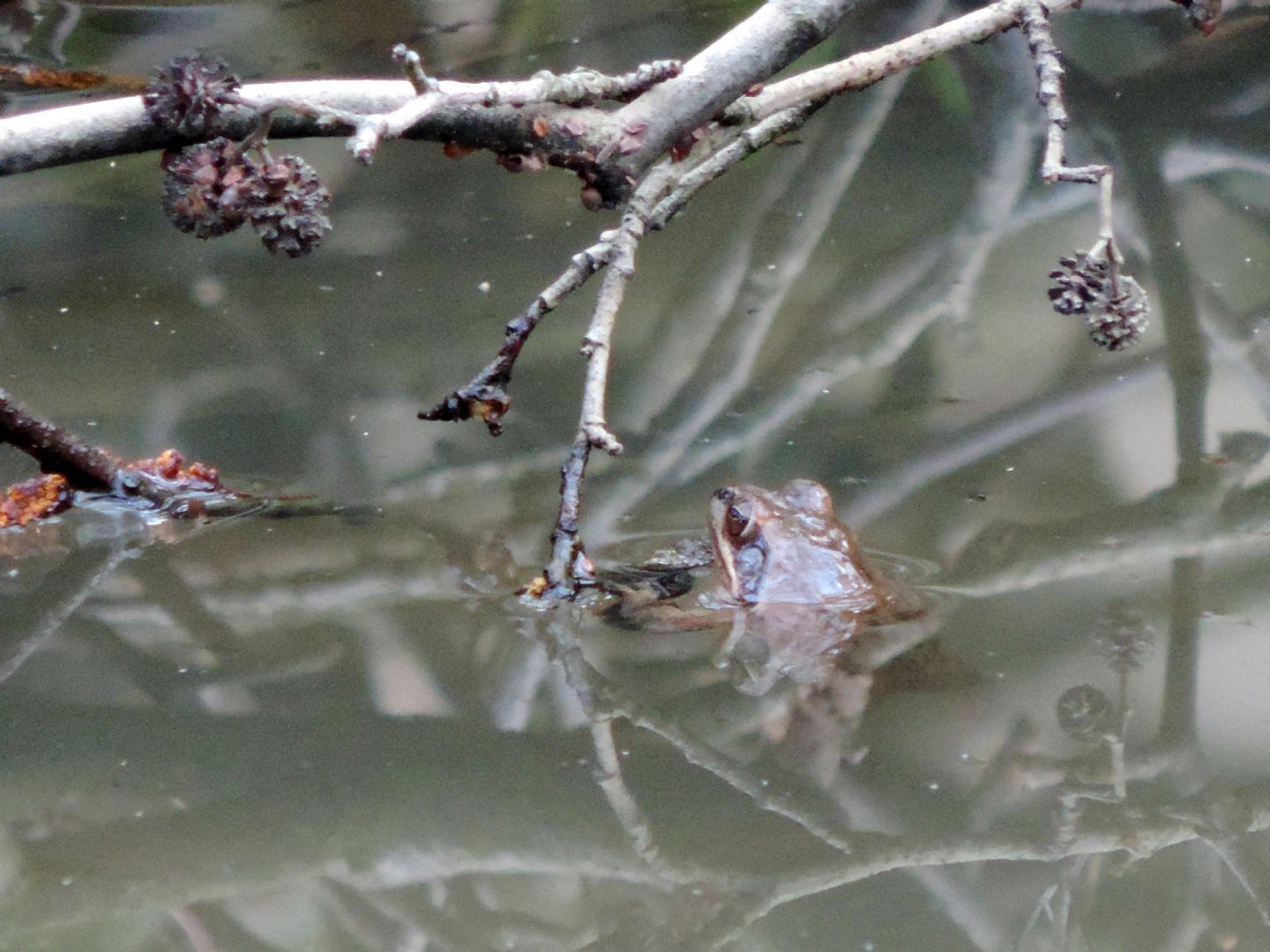 Triturus alpestris apuanus sulla Collina Torinese