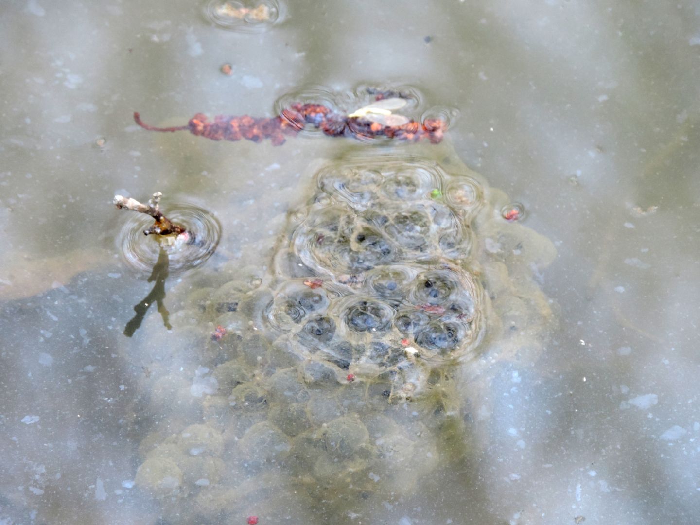 Triturus alpestris apuanus sulla Collina Torinese