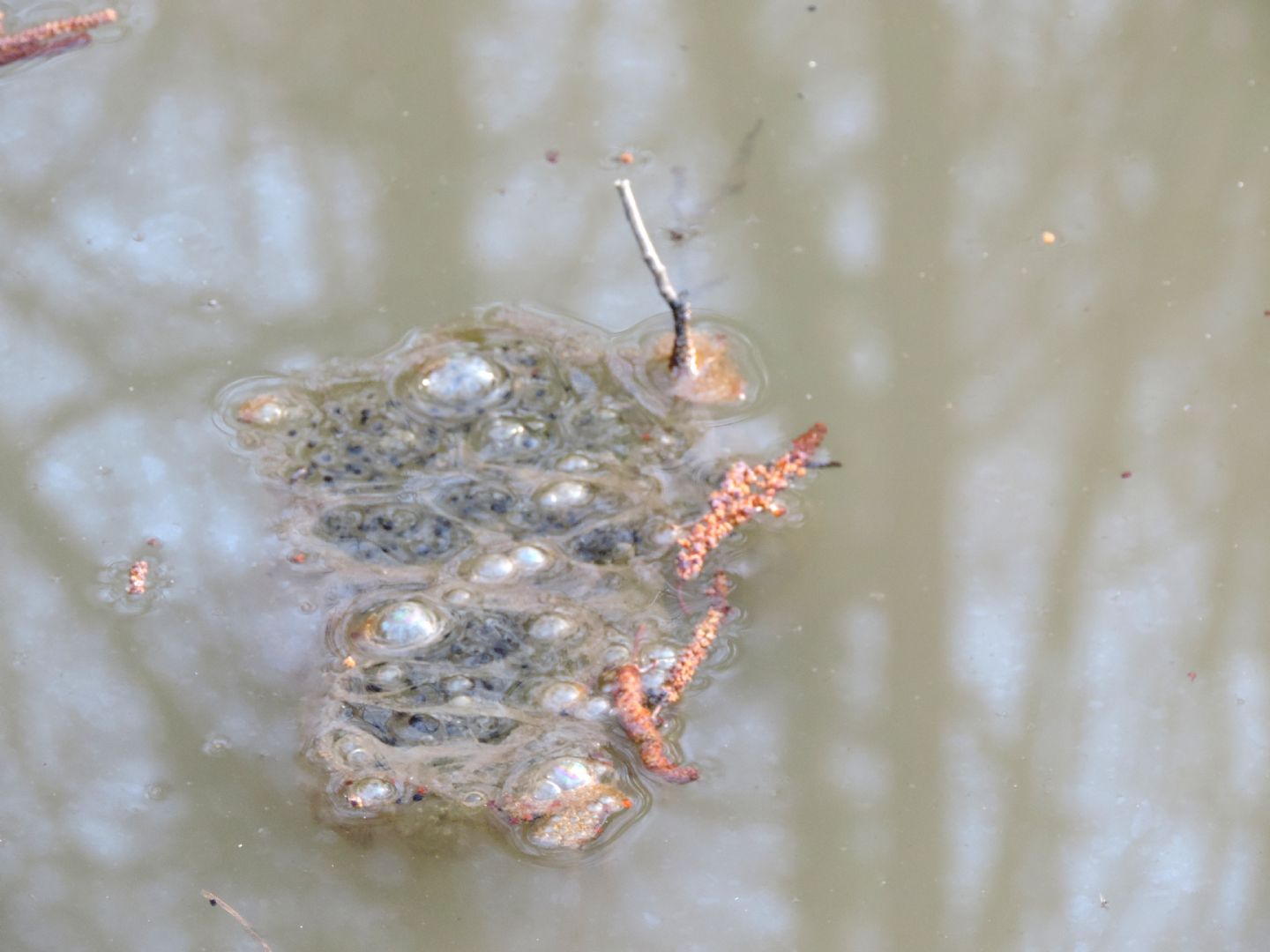 Triturus alpestris apuanus sulla Collina Torinese