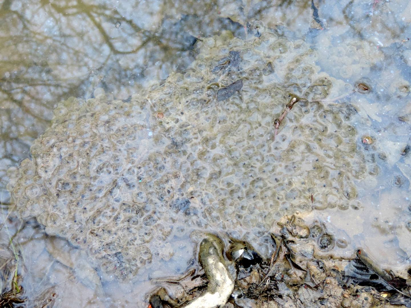 Triturus alpestris apuanus sulla Collina Torinese