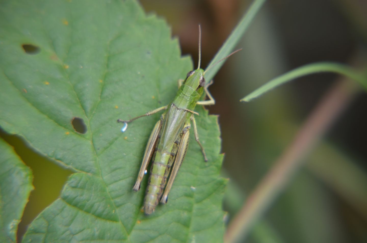 Chorthippus sp.?