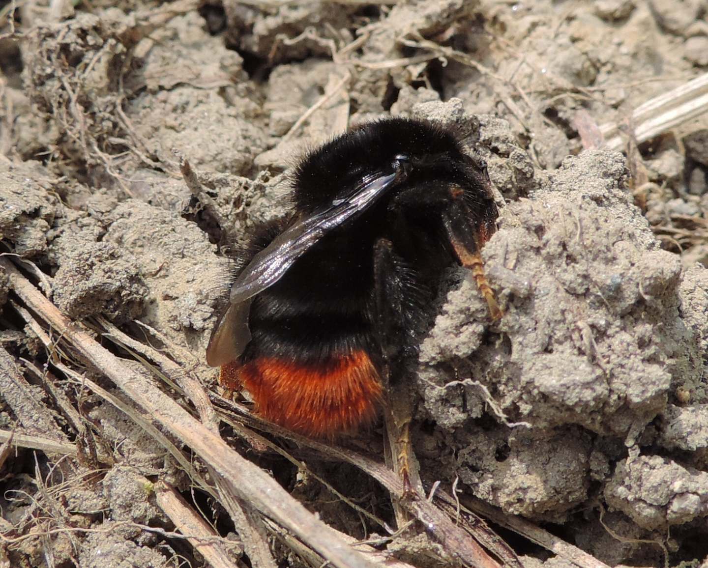 Bombus lapidarius