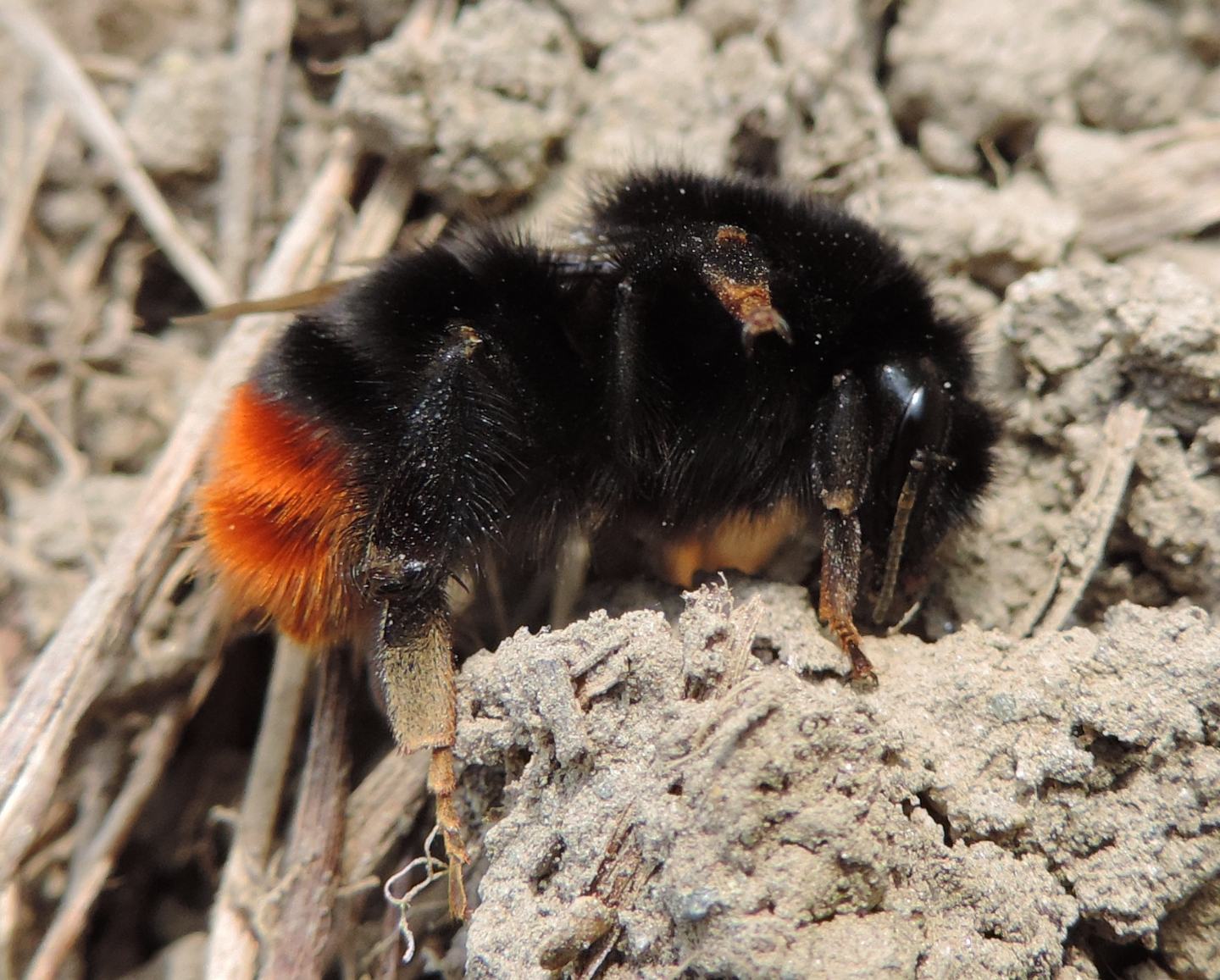 Bombus lapidarius