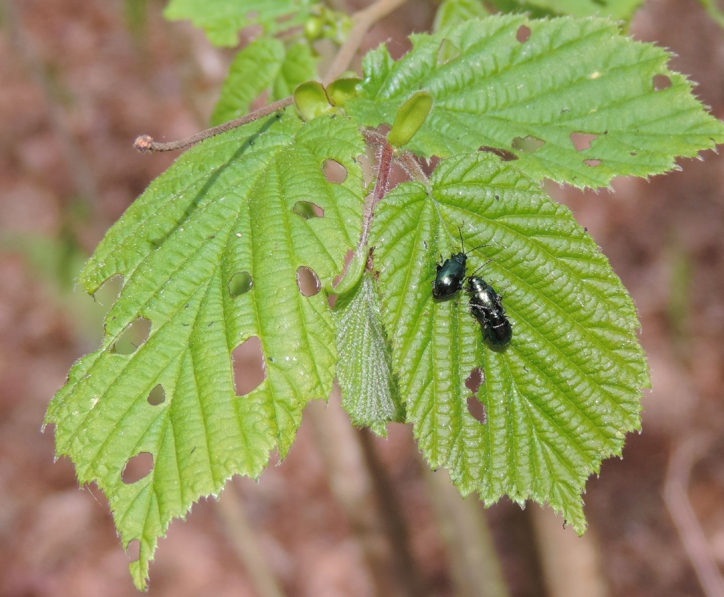 Altica brevicollis?