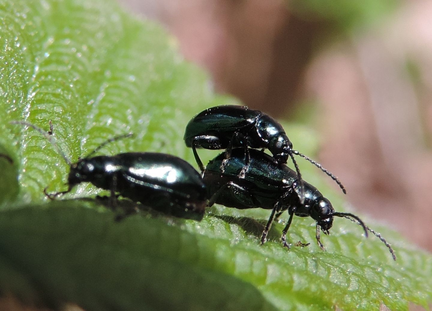 Altica brevicollis?