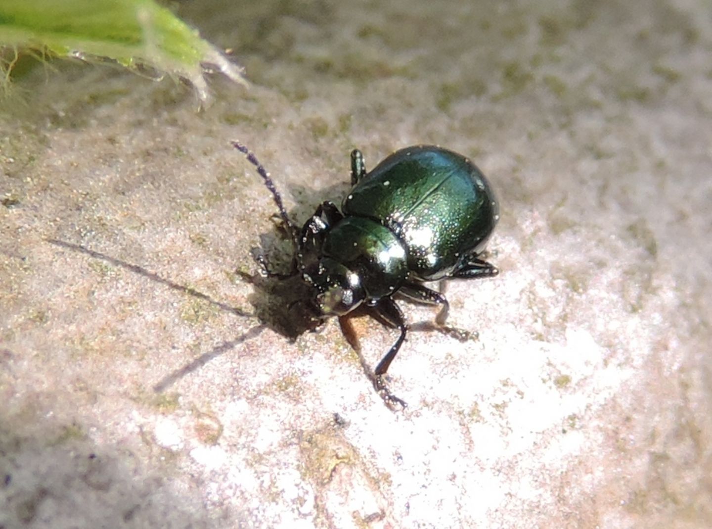 Altica brevicollis?