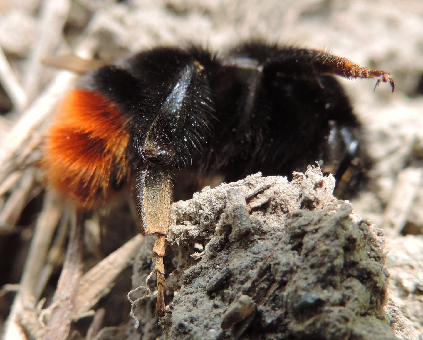 Bombus lapidarius