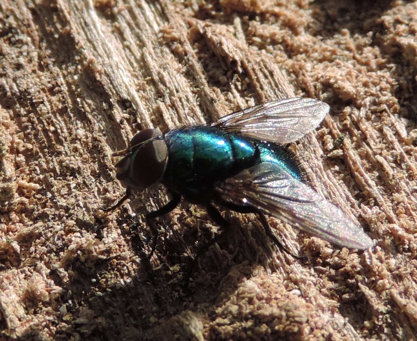 Mosca splendente: Lucilia sp. maschio