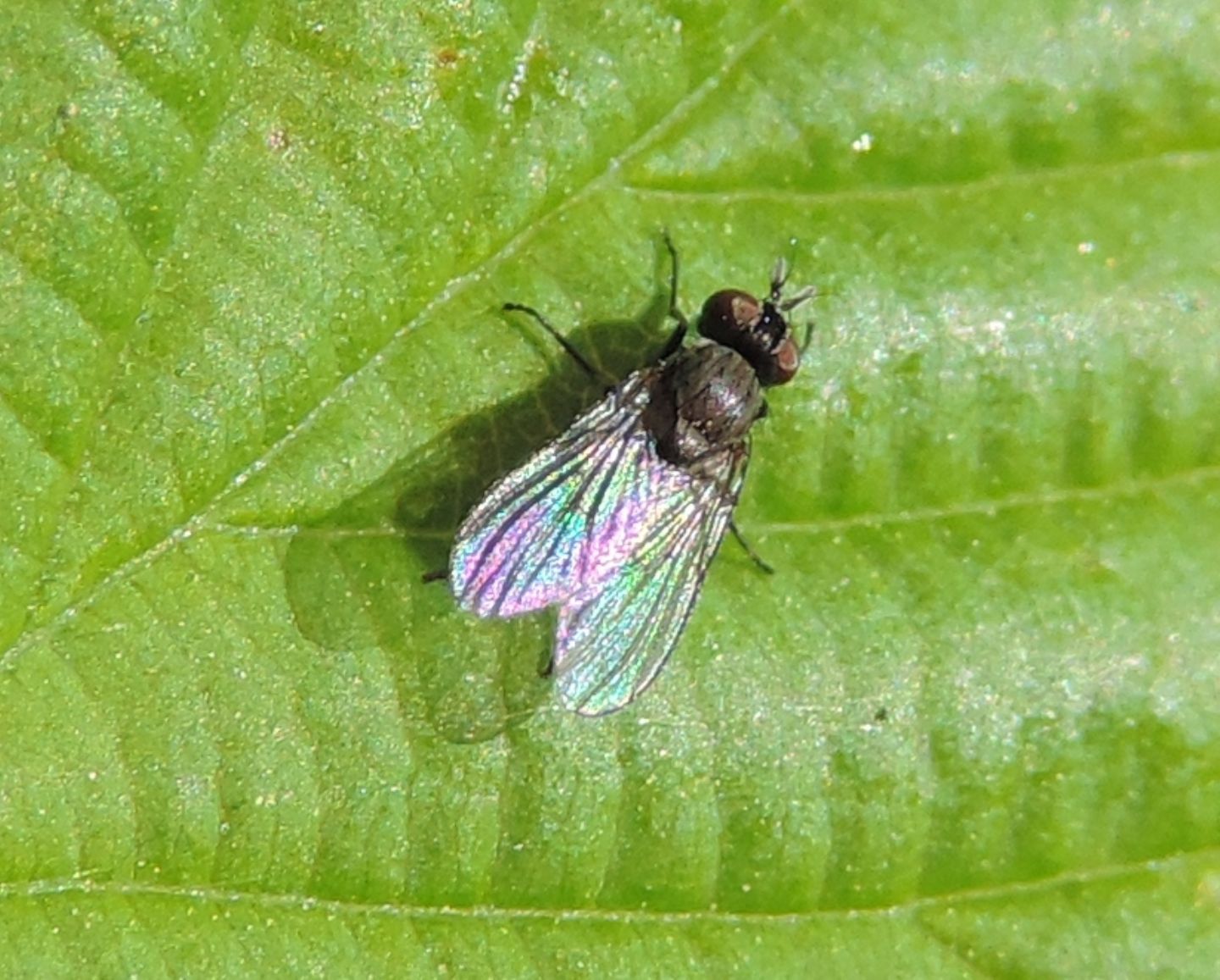 piccola mosca da identificare