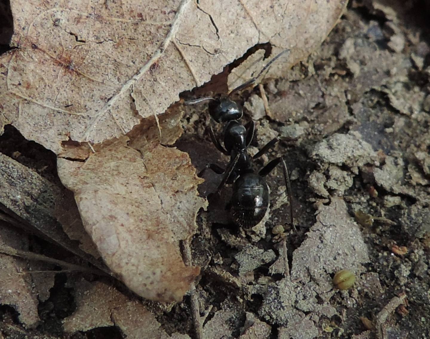 Camponotus? No. Formica gagates