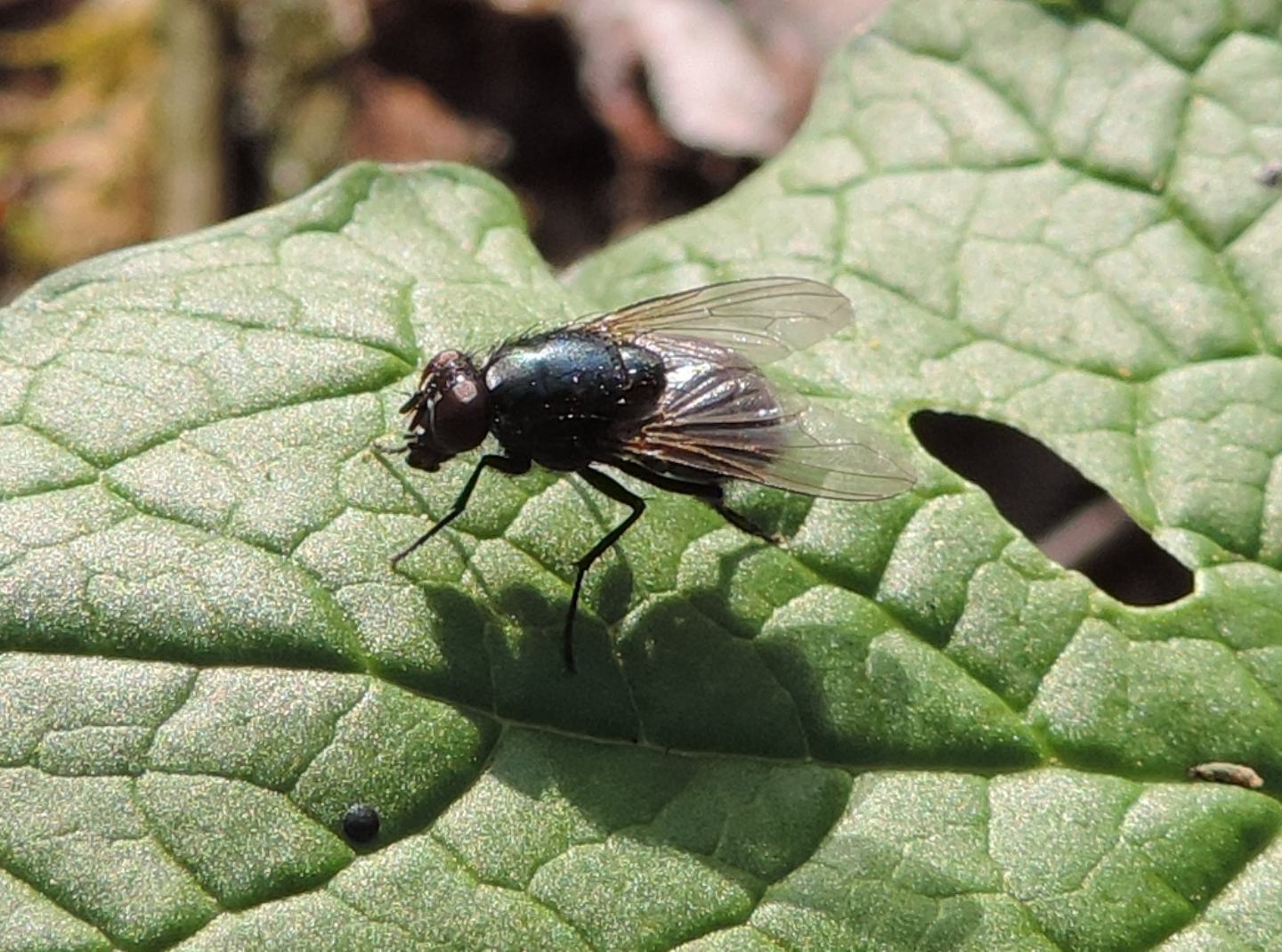 altro Muscidae da identificare