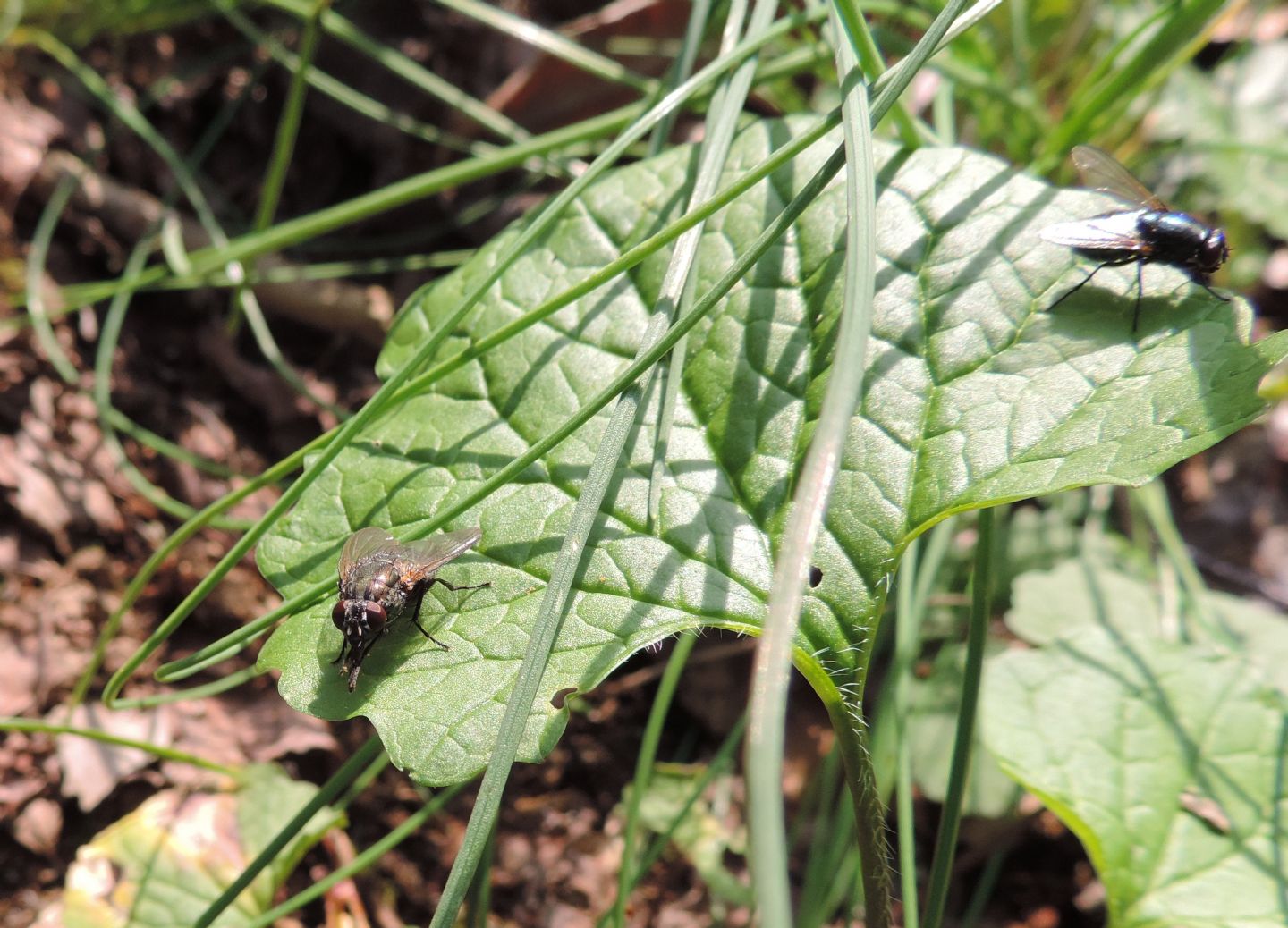 altro Muscidae da identificare