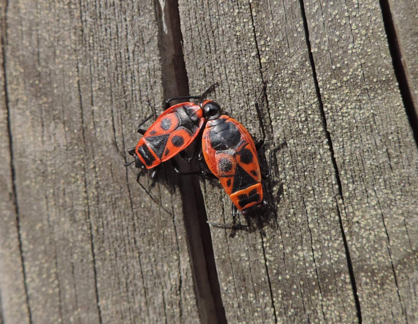 Pyrrhocoris apterus in copula