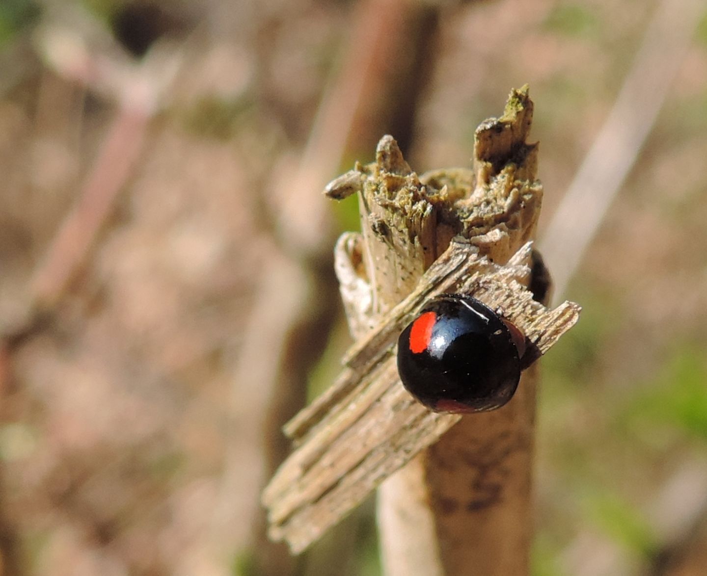 Chilocorus renipustulatus