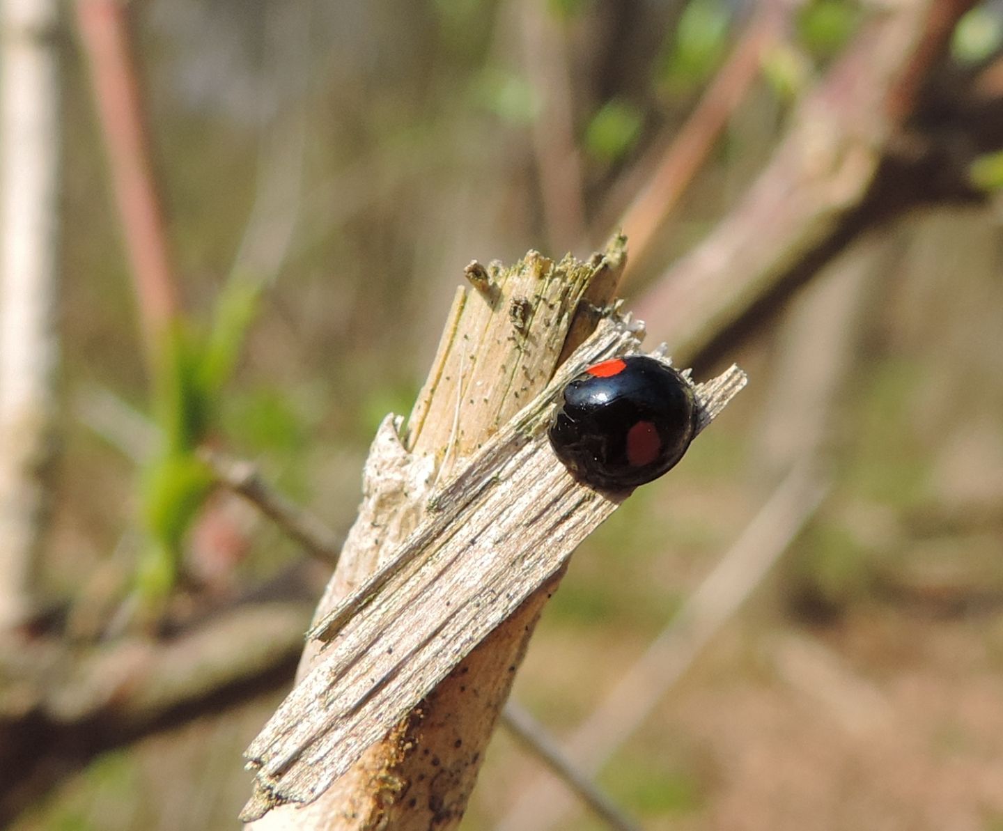 Chilocorus renipustulatus