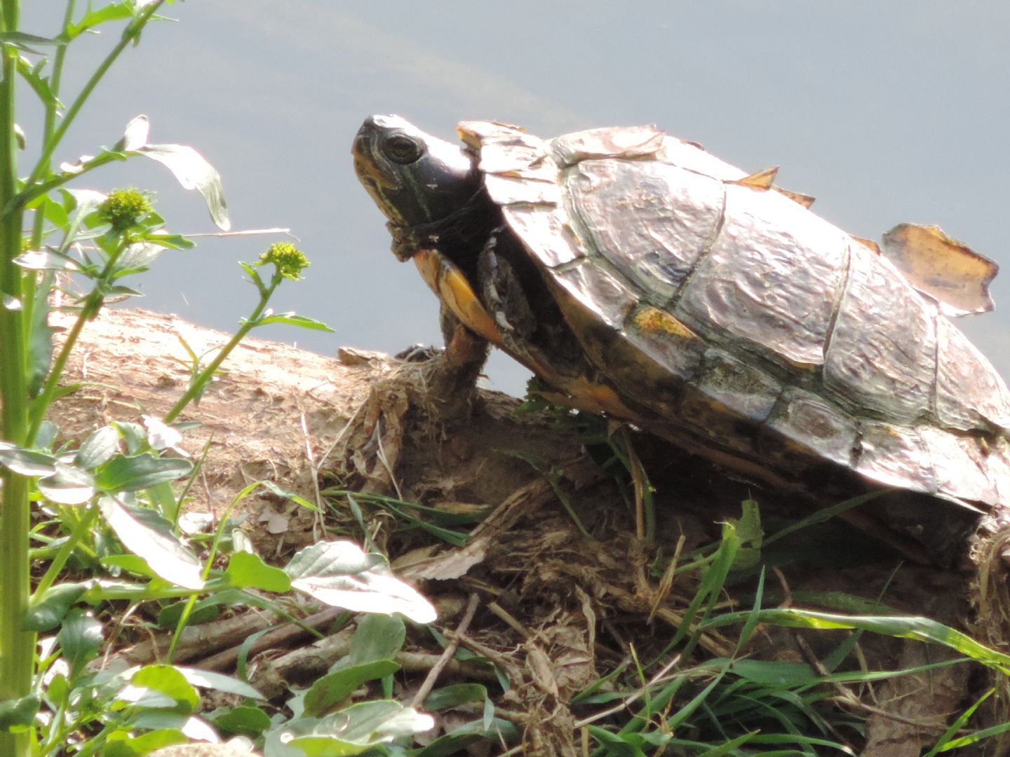 Trachemys scripta o altra specie?