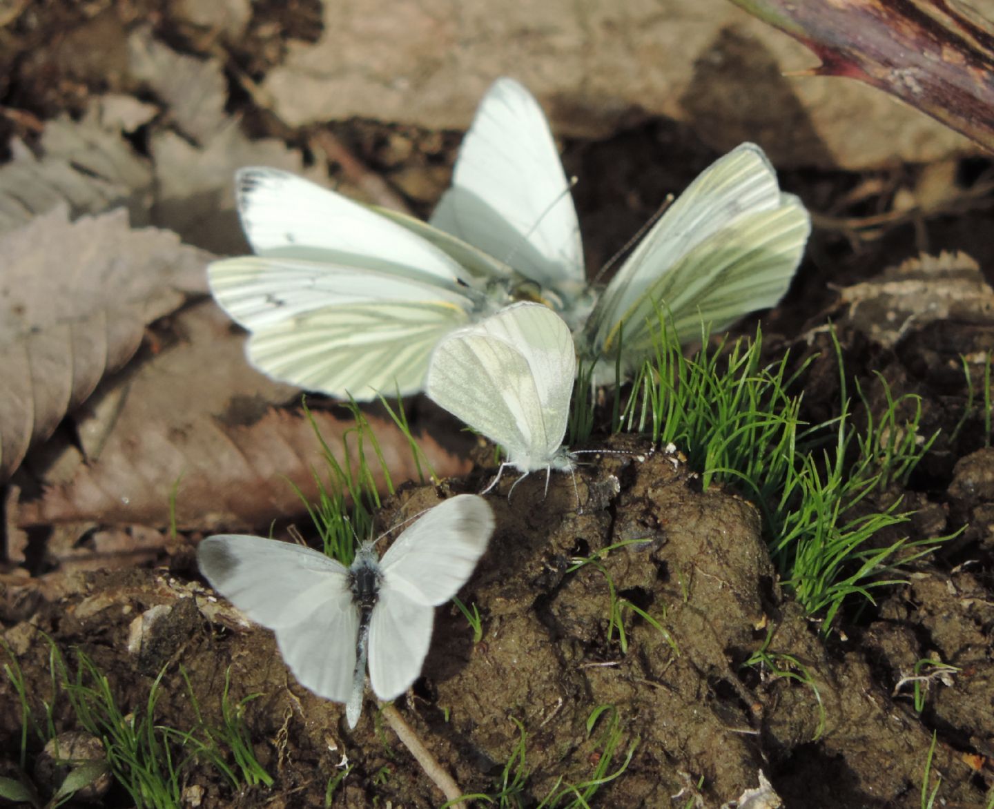 Pieris napi e...?