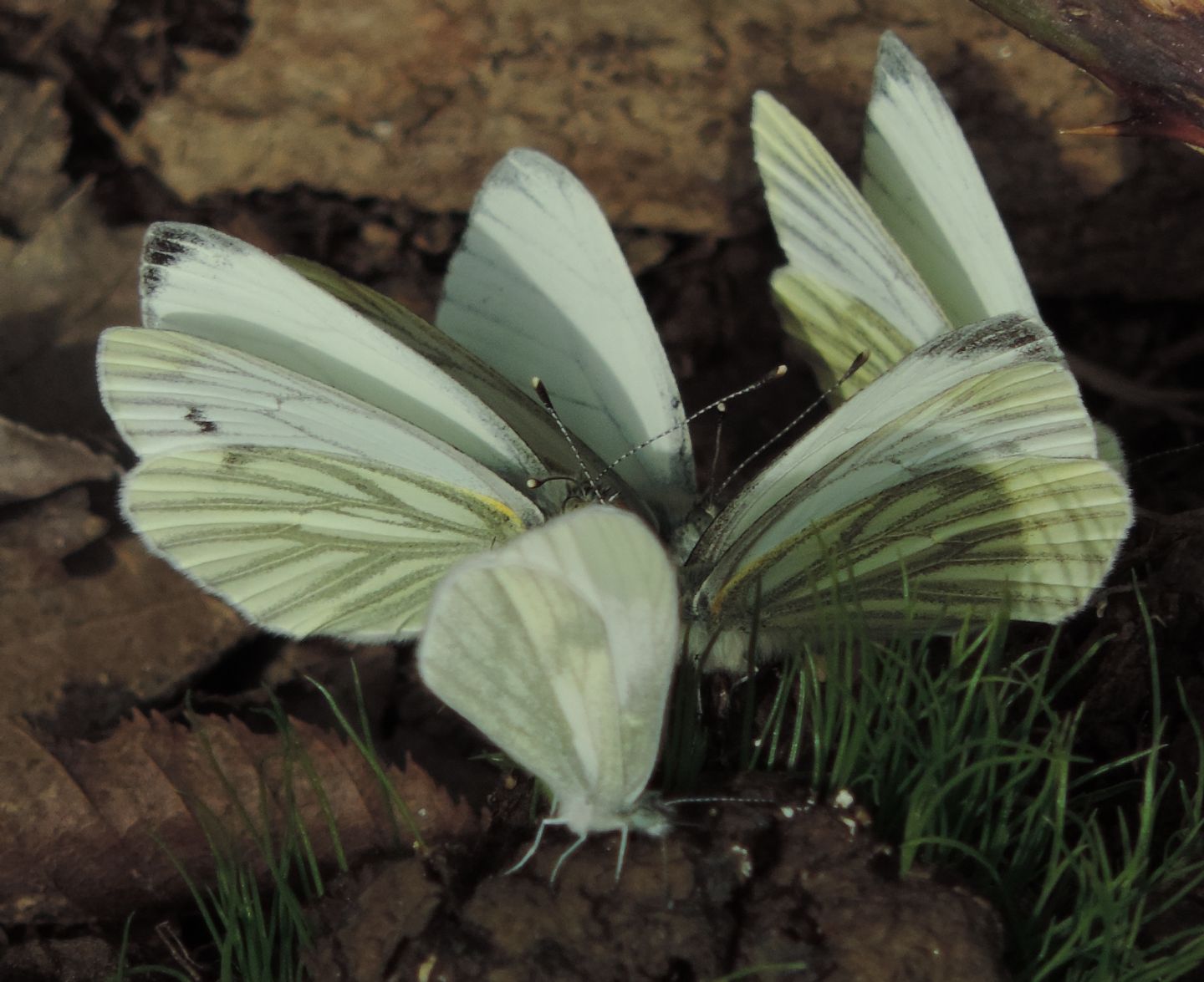 Pieris napi e...?