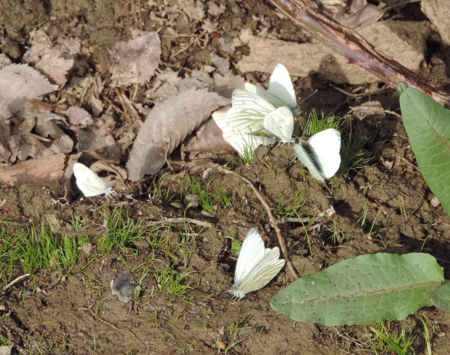 Pieris napi e...?