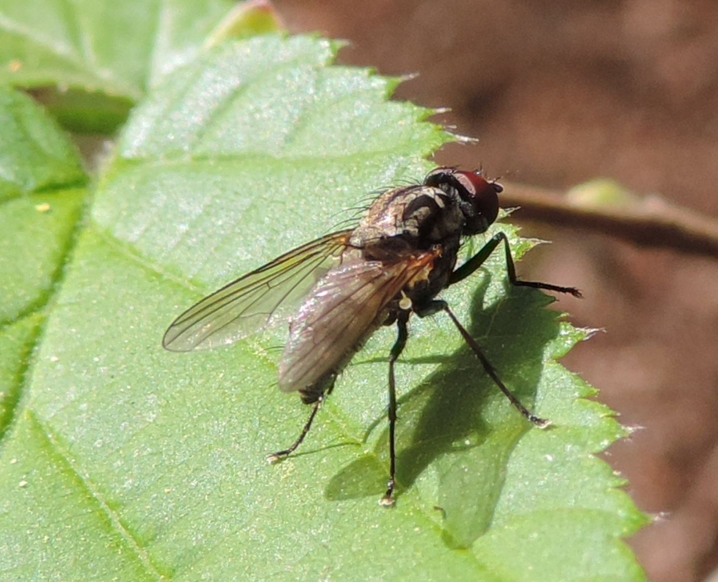 altro Muscidae?