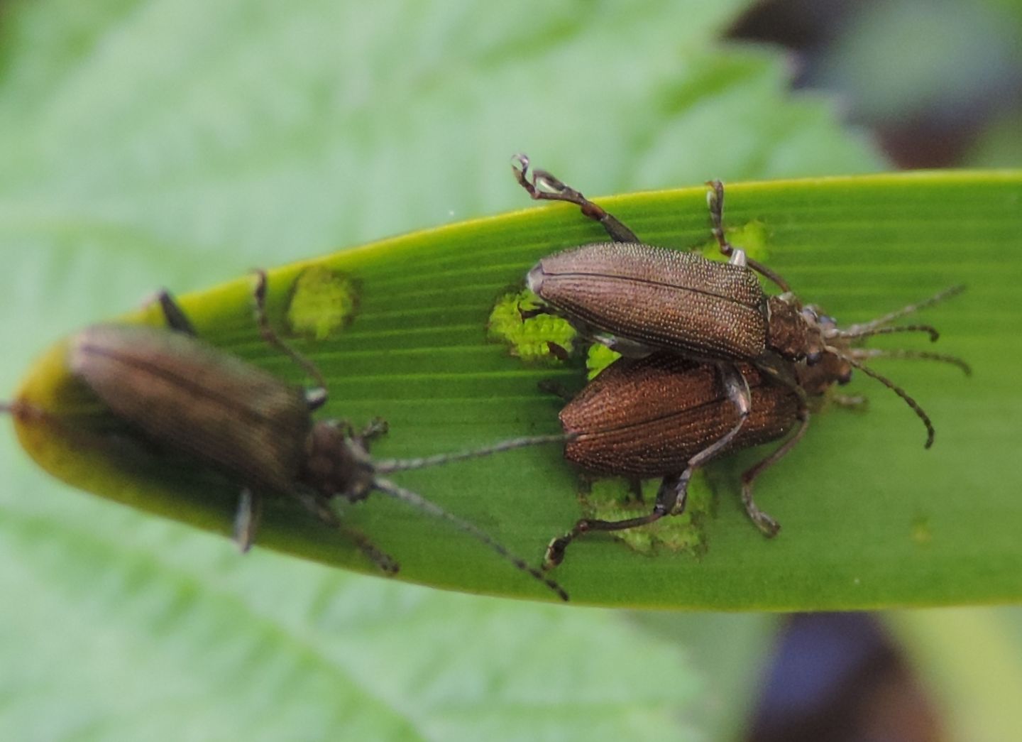 Donacia vulgaris