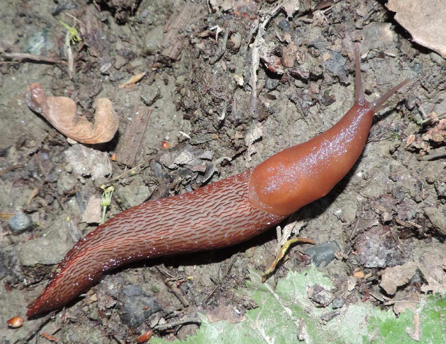 Limax dacampi (gruppo) in collina torinese (Rivodora)