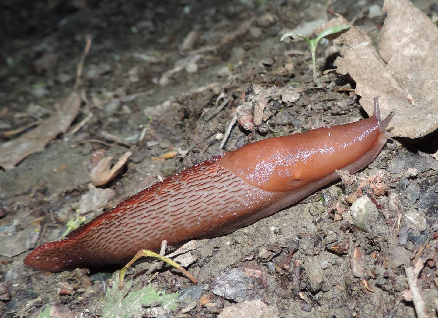 Limax dacampi (gruppo) in collina torinese (Rivodora)