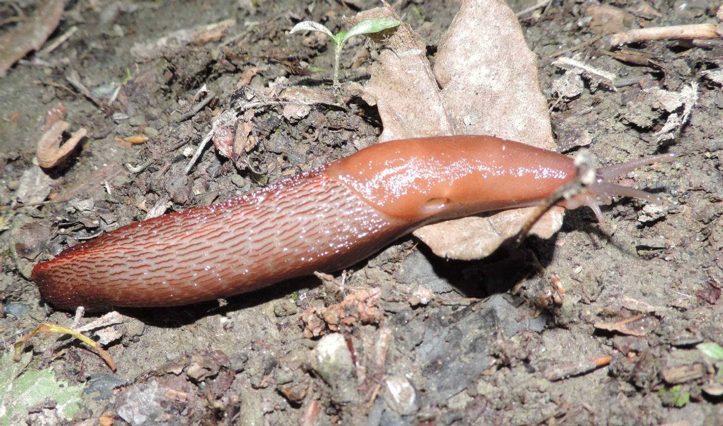 Limax dacampi (gruppo) in collina torinese (Rivodora)