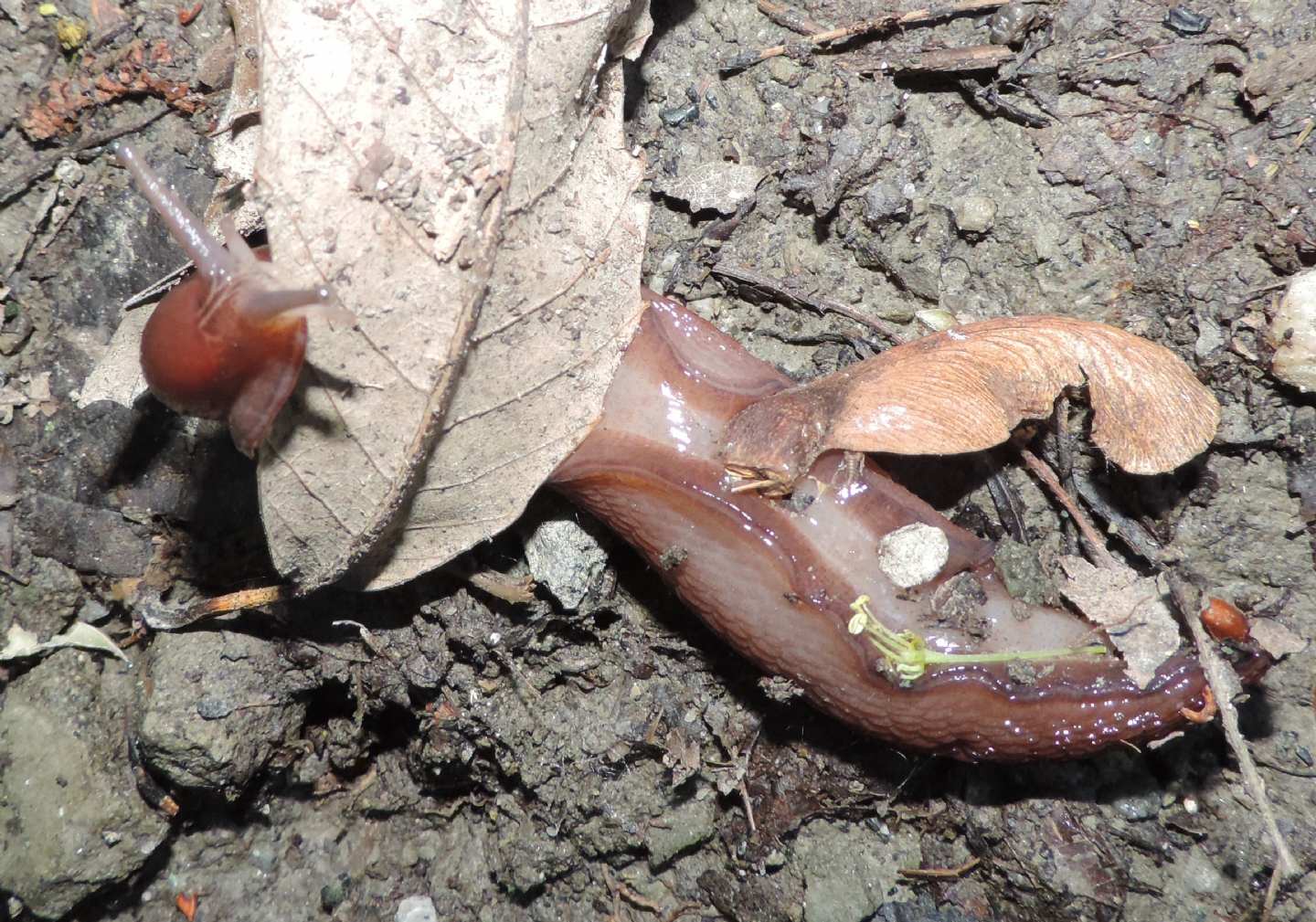 Limax dacampi (gruppo) in collina torinese (Rivodora)