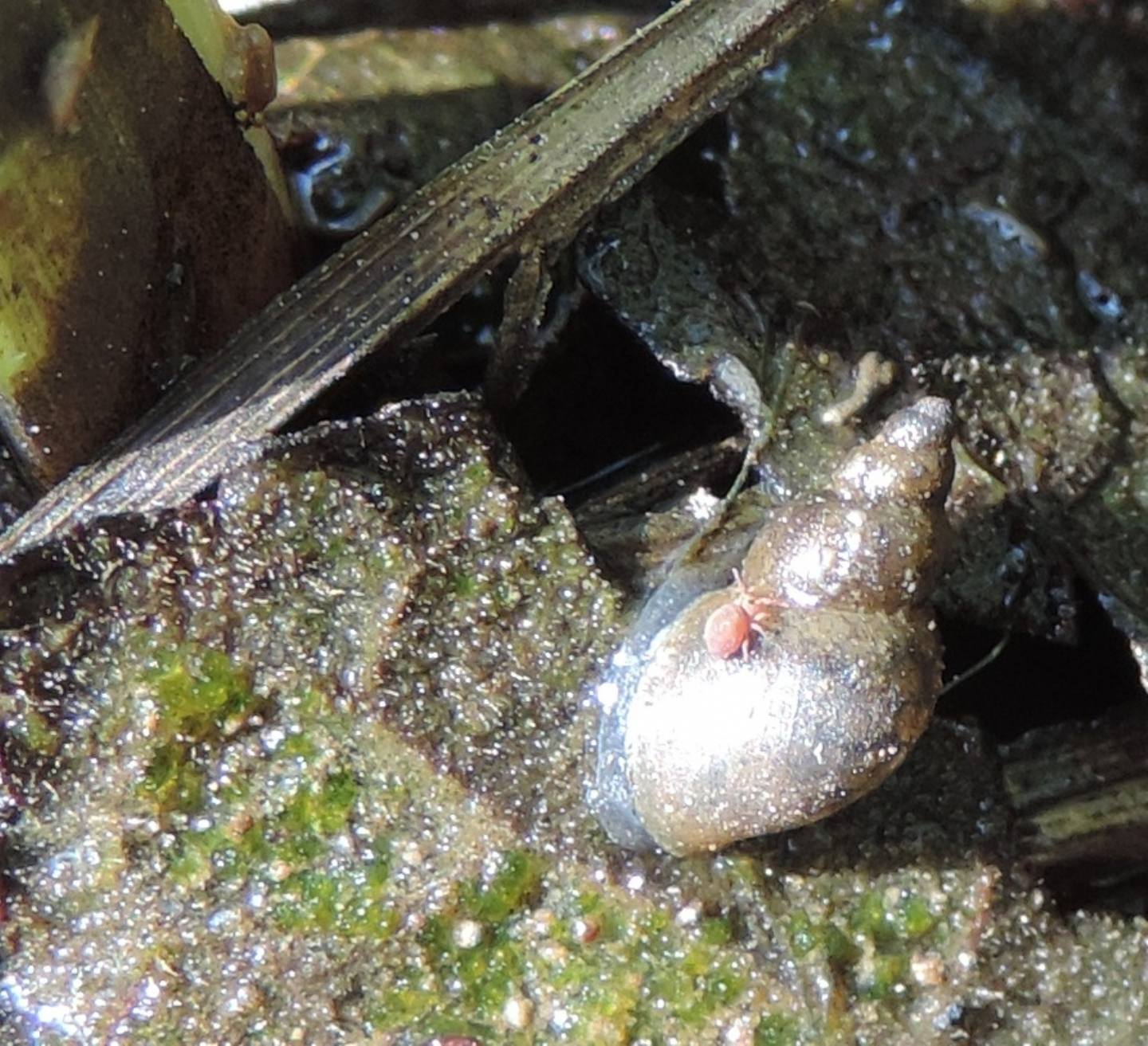 Galba truncatula (Muller, 1774)