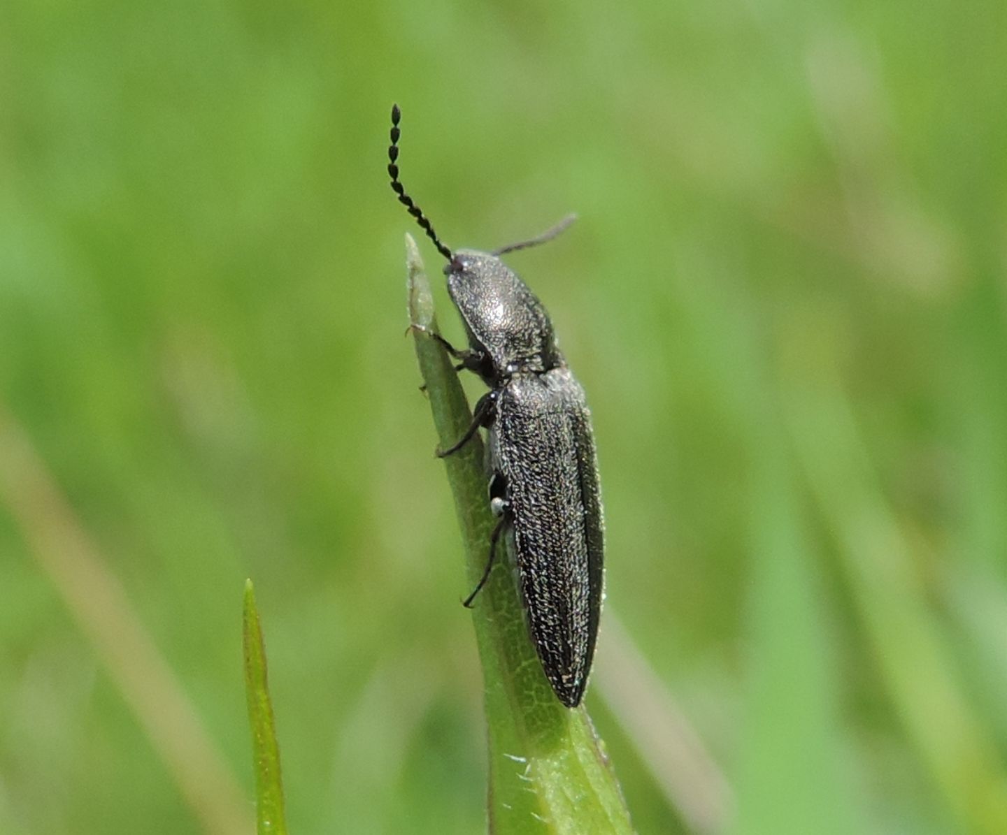 Cidnopus pilosus (cf.)